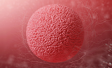 Перспектива продления фертильности: могут ли яйцеклетки сохраняться дольше?