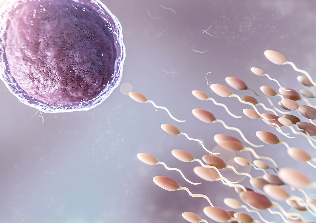Мужская контрацепция будущего: разработан препарат, обратимо нарушающий сперматогенез